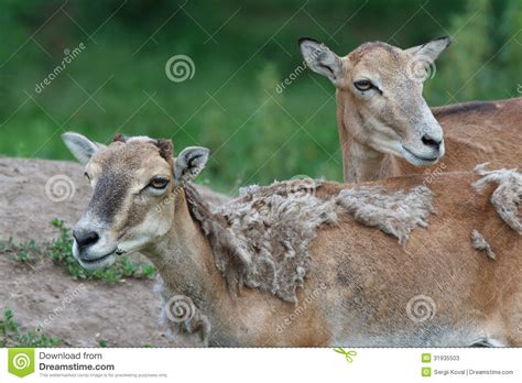 Two Female Mouflon Stock Image Image Of Mouflon Aries 31935503