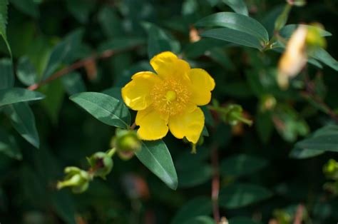 Uncovering The Mystery Of Yellow Jasmine Boiron Usa