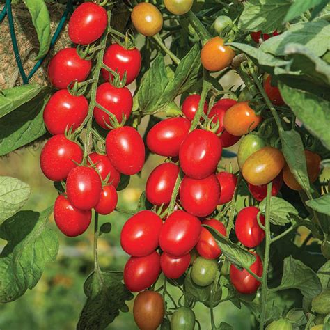 Fantastico Hybrid Tomato Hybrid Horticultural Products And Services