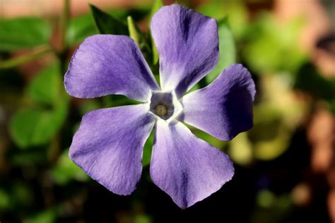 Purple And White 5 Petal Flower Best Flower Site