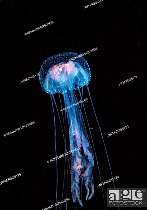 Luminescent Jellyfish Pelagia Noctiluca Africa Red Sea Sudan Stock