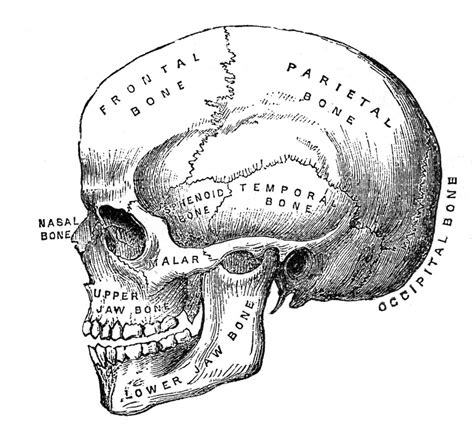 Vector black and white illustration on white background. 6 Skull Images - Vintage Anatomy Clip Art - Bones - The ...