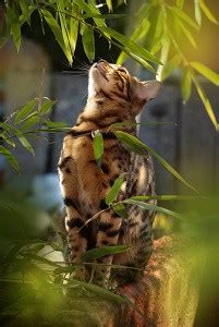 One reason is that the number of humans who have contracted the virus is so in the new experimental work, scientists inserted pipettes in the nasal cavities of cats and dogs to give them the virus. Do Bengal Cats Shed - Managing Dander and Allergies ...