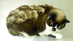 Because there is a high chance of. Photo of Matted fur old cat | Rose Cottage Veterinary Centre