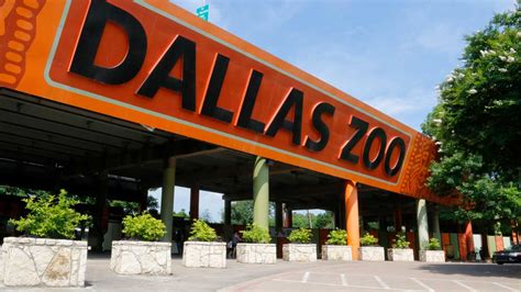 Dallas Zoo Tickets Sold Out Nbc 5 Dallas Fort Worth