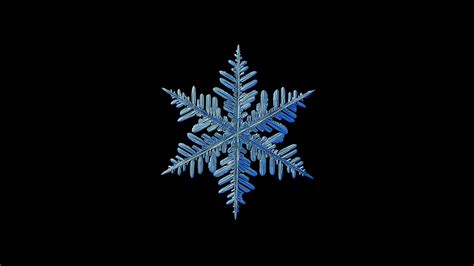 Snowflake Isolated On Black Background Real Snowflake Isolated On