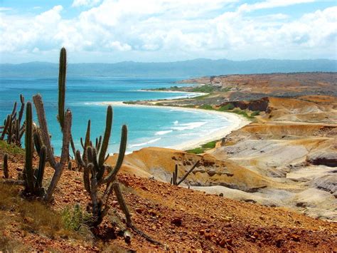 Coast Of Venezuela Cactus South America Travel Solo Travel Travel