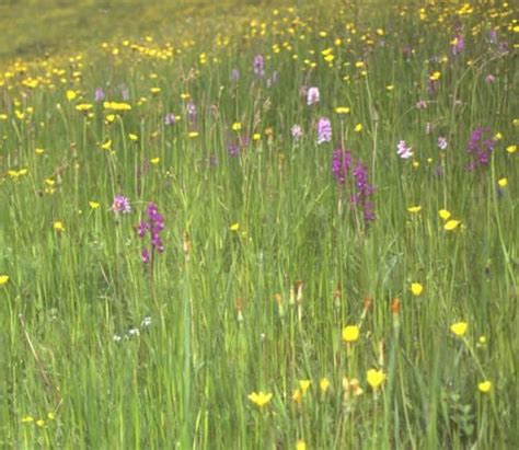 Flowering Meadows Contest In France Europarc Federation