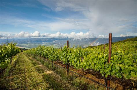 Bonterra Organic Vineyards It Starts With Wine A Wine Enthusiast