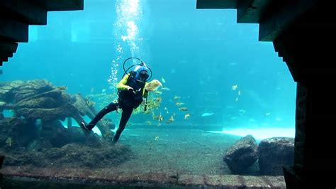 Scuba Diver Worker Cleaning Aquarium Walls The Dig Atlantis Resort