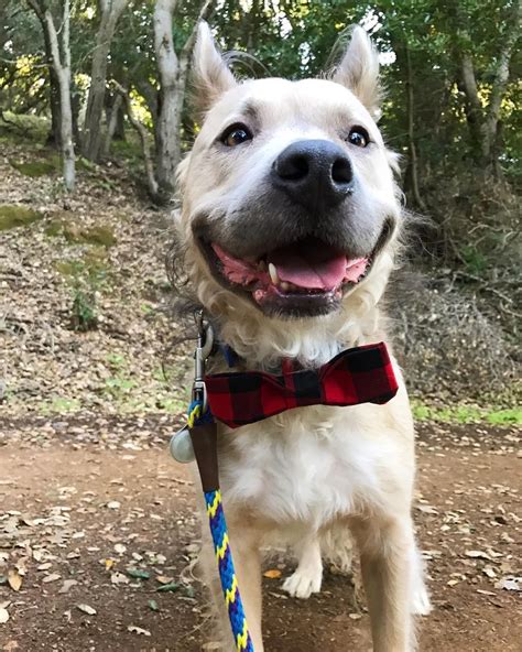 Mystery Mutts Huge Grin Helped Him Find A Forever Home Iheartdogs