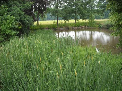 Green Grass Near Water Pond Free Image Peakpx