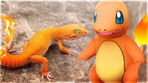 Top 10 Pokemon That Actually Exist In Real Life Pokemon Go In Real