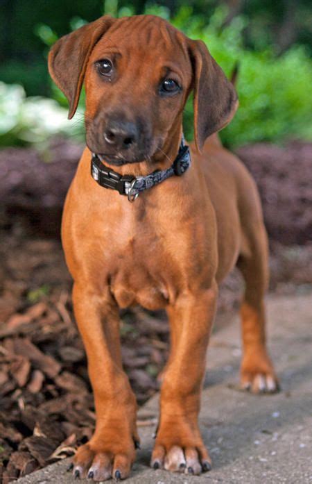 442 Best Images About Dogrhodesian Ridgeback On Pinterest