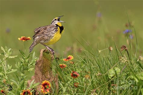 Eastern Meadowlark Calling Photograph By Alan Murphy Fine Art America