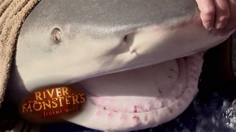 One Of The Largest Bull Sharks Ever Caught River Monsters Youtube