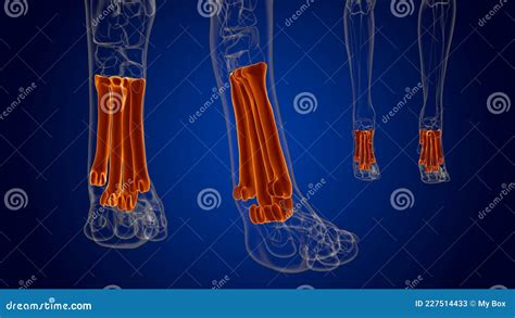 Metatarsal Bones Dog Skeleton Anatomy For Medical Concept 3d Stock
