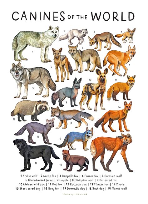 Canines Of The World A4 A3 Print Wolf Dog Fox Art Etsy