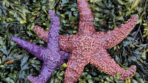 Threatened Purple Starfish Now Doing Swimmingly Thanks To Population