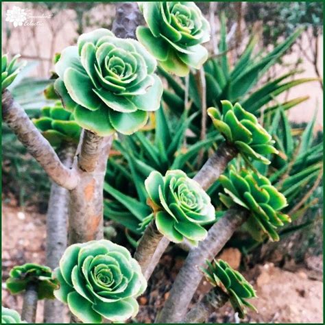 Green cactus in a white flowerpot like cat and a woman's hand holding a razor in palm on a pink background. Species Spotlight ~ Aeonium Rosette Succulents! | The ...