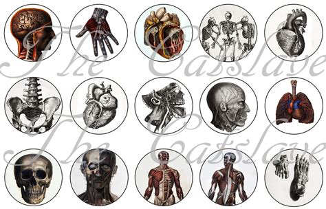 Anatomy Pins Anatomy Magnets Anatomy Badges 1 Inch Etsy