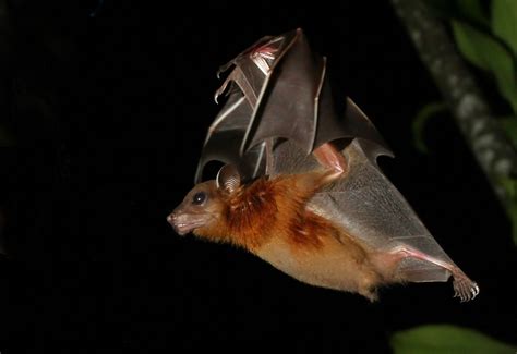 Bif Bat In Flight An Adult Male Common Fruit Bat In Search Flickr