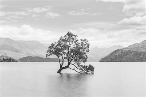 Free Download Hd Wallpaper New Zealand Lake Wanaka Tree Landscape