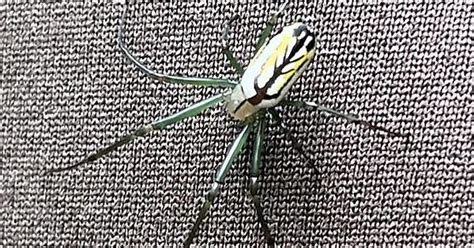 Spider In Georgia Album On Imgur