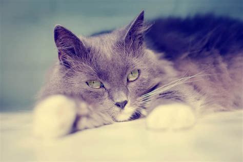 Cushings Syndrome Hyperadrenocorticism In Cats Cat World