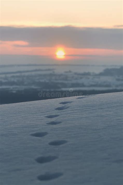 Trails Of Animals On Snow At Sunrise Stock Photo Image Of Snow Paws