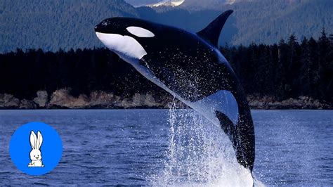 Wild Orca Killer Whales Swimming In Hd Compilation Youtube