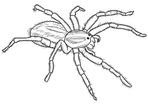 Free Spider Coloring Pages Printable