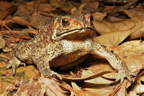 Toxic Toads Invade Madagascar Aloud Africa