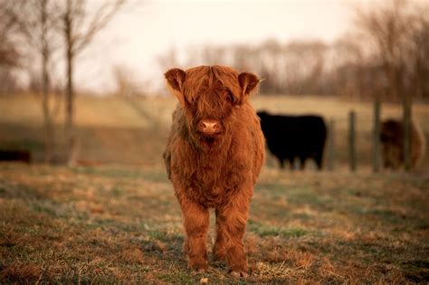 Baby Highland Cows Wallpapers Wallpaper Cave
