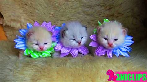 Super Cute Kitten Videos Compilation Youtube