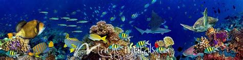Underwater Coral Reef Landscape Mural By Magic Murals