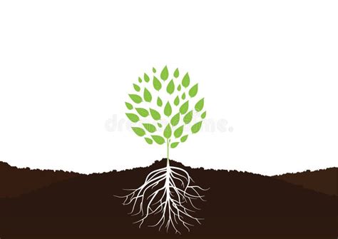 Tree With Roots Plant Roots In Soil Vector Stock Vector Illustration