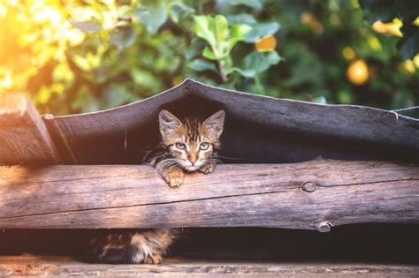 Premium Photo A Small Kitten Looks Out From Behind A Wooden Log