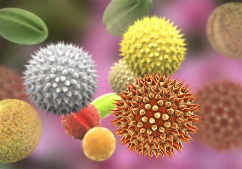 Pollen Grains From Different Plants Stock Illustration Illustration