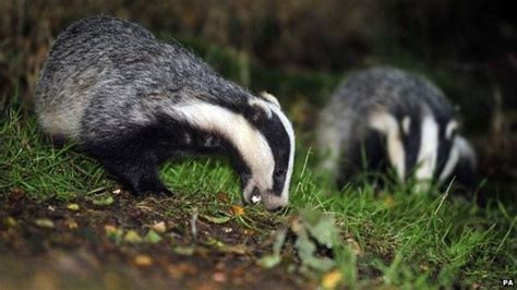 Badger Cull Injunction Breach Case Dropped Bbc News
