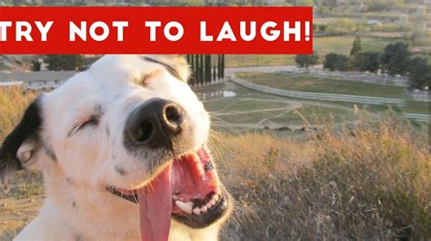 But that didn't help much. Try Not To Laugh Or Grin At These Funny Animal Clips ...
