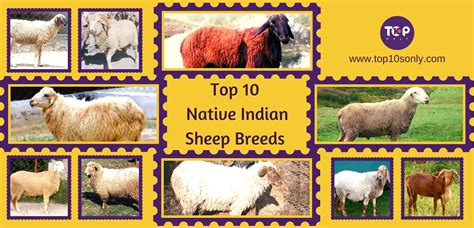 Top 10 Best Native Indian Sheep Breeds Top 10s Only
