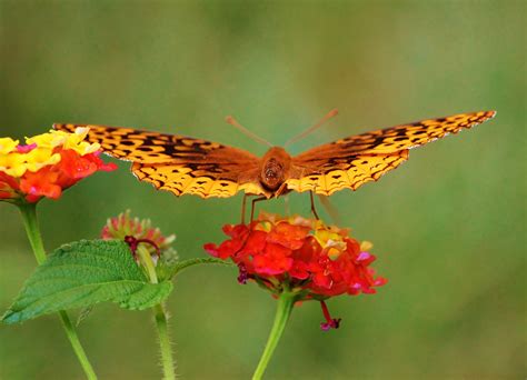 The Great Spangled Fritillary Birds And Blooms