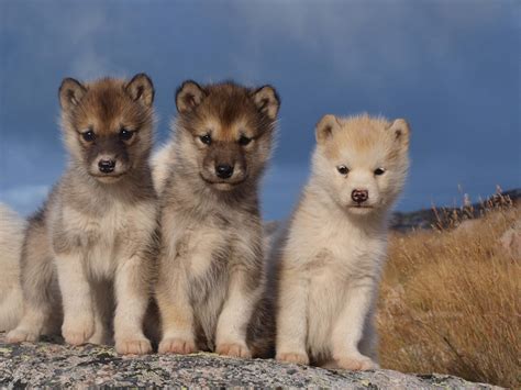 Three Cute Baby Sled Dogs Wallpaper In High Quality Greenland Dogs