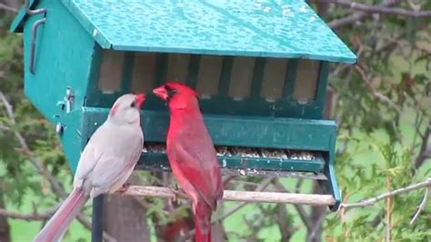 Lovewith The Northern Cardinals Youtube