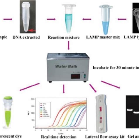 A Lamp Assay Visual Detection Results Using Calcein Dye Indicator