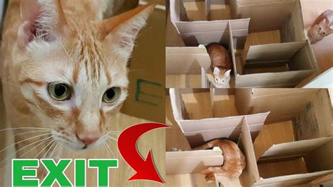 Cat Maze Labyrinth Inexpensive Cardboard Maze Catslifeph Youtube