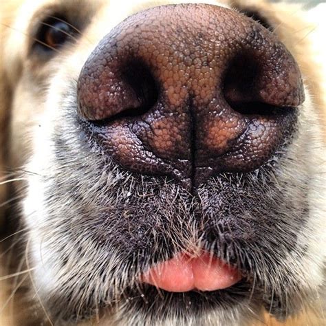 Kissy Face Dog Love Dog Nose Dog Life