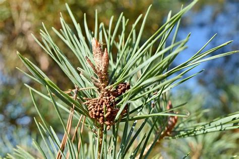 Free Picture Branch Close Up Conifers Evergreen Blur Bright