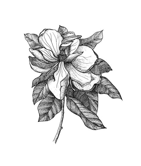 Magnolia Flower Drawing By Jessica Mileur Fine Art America